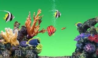 屏保热带鱼 屏保热带鱼